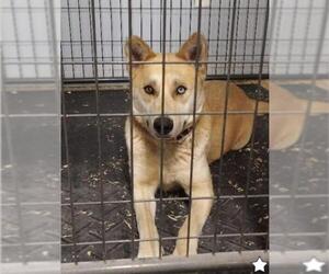 Huskies -Unknown Mix Dogs for adoption in Pompton Plains, NJ, USA