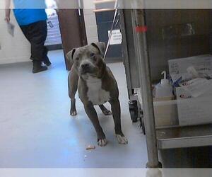 American Pit Bull Terrier Dogs for adoption in Fayetteville, NC, USA
