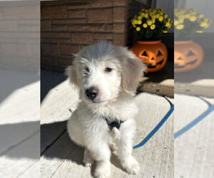 Great Pyrenees Dogs for adoption in Wheaton, IL, USA