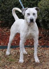 Lab-Pointer Dogs for adoption in Little Rock, AR, USA