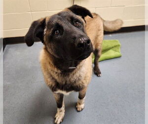 Akita-Unknown Mix Dogs for adoption in Denver, CO, USA
