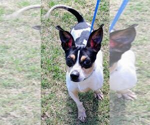 Rat Terrier Dogs for adoption in Baileyton, AL, USA