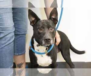 American Pit Bull Terrier-Border Collie Mix Dogs for adoption in Mountain Home, AR, USA