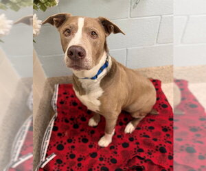 American Staffordshire Terrier Dogs for adoption in Brighton, CO, USA