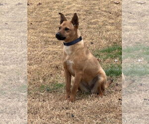 Black Mouth Cur-Chihuahua Mix Dogs for adoption in Euless, TX, USA