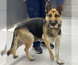 German Shepherd Dog-Unknown Mix Dogs for adoption in Washington, DC, USA