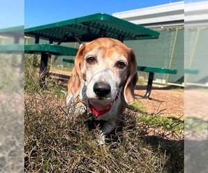 Beagle Dogs for adoption in Waterford, VA, USA