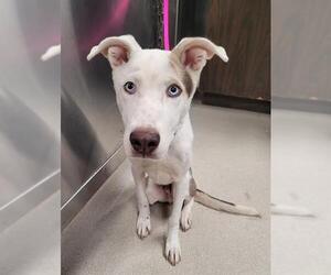 - Mix Dogs for adoption in Fairbanks, AK, USA