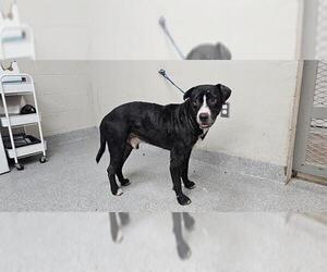 American Pit Bull Terrier-Unknown Mix Dogs for adoption in Pasadena, TX, USA