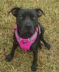 American Pit Bull Terrier Dogs for adoption in Pembroke, GA, USA