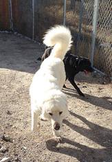 Great Pyrenees Dogs for adoption in Millville, UT, USA
