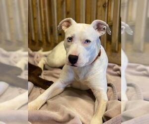 American Pit Bull Terrier-Unknown Mix Dogs for adoption in Hull, MA, USA