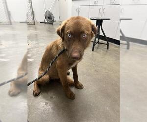 Border Collie-Unknown Mix Dogs for adoption in Rosenberg, TX, USA