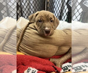 Labrador Retriever-Unknown Mix Dogs for adoption in Plainfield, IL, USA