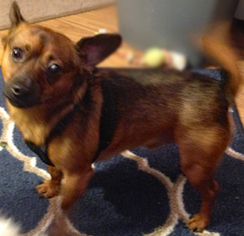Chiweenie Dogs for adoption in Clifton Forge, VA, USA