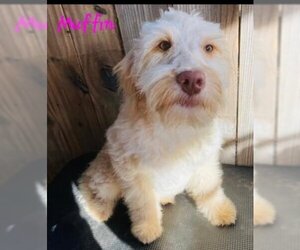 Goldendoodle Dogs for adoption in Alexander, AR, USA