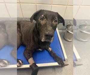 Labrador Retriever-Unknown Mix Dogs for adoption in San Antonio, TX, USA
