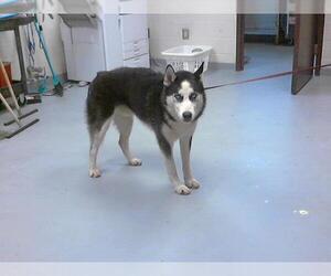 Siberian Husky Dogs for adoption in Fayetteville, NC, USA