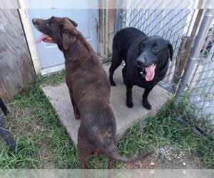 Labrador Retriever Dogs for adoption in Iroquois, IL, USA