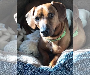Basschshund Dogs for adoption in Fruitland, SC, USA
