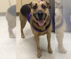 German Shepherd Dog Dogs for adoption in Riverside, CA, USA