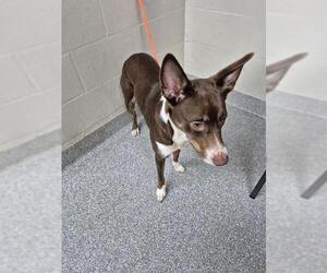 American Pit Bull Terrier-Unknown Mix Dogs for adoption in Pasadena, TX, USA