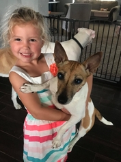 Jack Russell Terrier Dogs for adoption in aurora, IL, USA