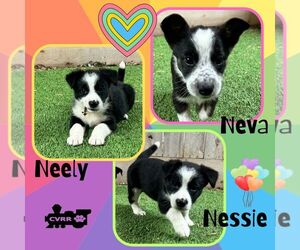 Border Collie-Unknown Mix Dogs for adoption in Lindsay, CA, USA