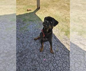 Rottweiler Dogs for adoption in Corpus Christi, TX, USA
