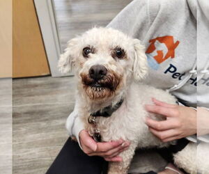 Mutt Dogs for adoption in Minneapolis, MN, USA