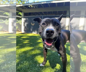 Mutt Dogs for adoption in Hilton Head, SC, USA