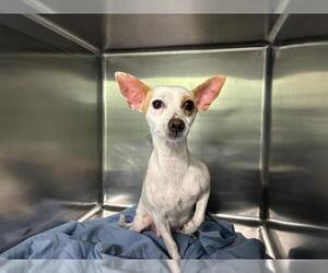 Chihuahua-Unknown Mix Dogs for adoption in Grand Prairie, TX, USA
