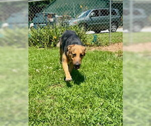 German Shepherd Dog-Unknown Mix Dogs for adoption in Sparta, TN, USA
