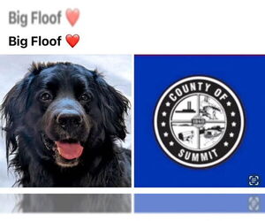 Mutt Dogs for adoption in Akron, OH, USA