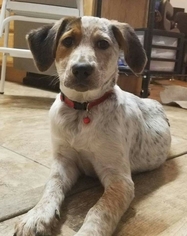 Treeing Walker Coonhound-Unknown Mix Dogs for adoption in Provo, UT, USA