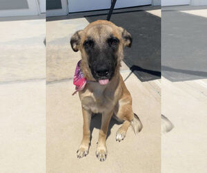 Mutt Dogs for adoption in Coldwater, MI, USA