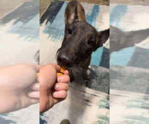 Dutch Shepherd -Unknown Mix Dogs for adoption in Imlay City, MI, USA