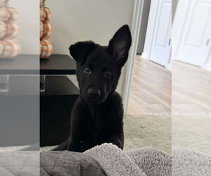 German Shepherd Dog Dogs for adoption in Foristell, MO, USA