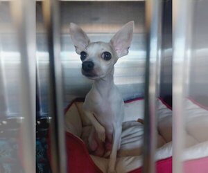 Chihuahua Dogs for adoption in Foristell, MO, USA