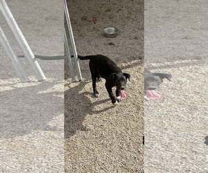 Boxer-Unknown Mix Dogs for adoption in MIDWAY, UT, USA