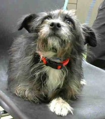 Cairn Terrier Dogs for adoption in Seattle, WA, USA