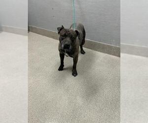 American Pit Bull Terrier-Unknown Mix Dogs for adoption in Las Vegas, NV, USA