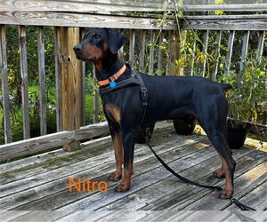 Doberman Pinscher Dogs for adoption in Minneaoplis, MN, USA