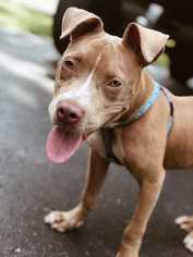 American Pit Bull Terrier Dogs for adoption in byhalia, MS, USA