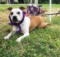 Bulldog-Unknown Mix Dogs for adoption in Franklin, IN, USA