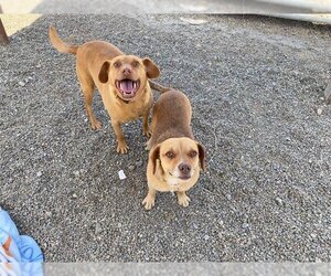 Beagle-Unknown Mix Dogs for adoption in Santa Cruz, CA, USA