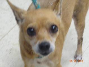 Jack Chi Dogs for adoption in Gulfport, MS, USA