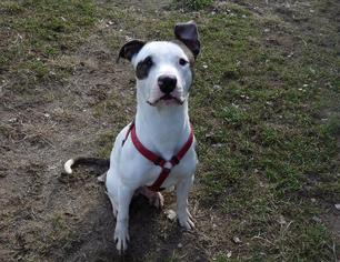 Small Staffordshire Bull Terrier Mix