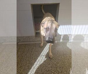 Great Dane-Unknown Mix Dogs for adoption in Palmetto, FL, USA