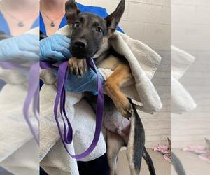 German Shepherd Dog Dogs for adoption in San Bernardino, CA, USA